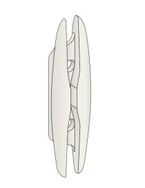 Feuille de sauge blanc design